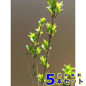 RTLVLu () 15.0p 5{ 0.4mO 15.0p A؁@c؁@V{c[@_