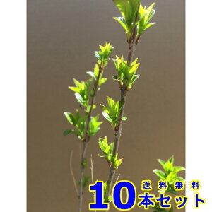 RTLVLu () 15.0p 10{ 0.4mO 15.0p A؁@c؁@V{c[@_