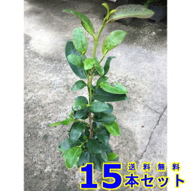 サカキ (榊　青芽) 15.0p 15本 樹高0.3m前後 15.0p 植木　苗木　シンボルツリー　生垣