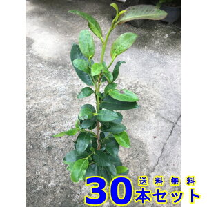 TJL (@) 15.0p 30{ 0.3mO 15.0p A؁@c؁@V{c[@_