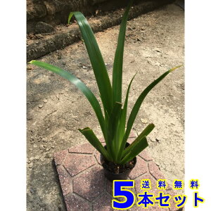 VK (ˊ) 10.5p 5{ OhJo[@@G\h