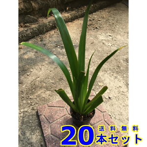 VK (ˊ) 10.5p 20{ OhJo[@@G\h