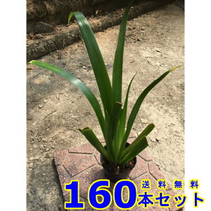 VK (ˊ) 10.5p 160{ OhJo[@@G\h