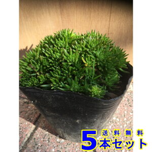 LVR}lOT (Z_) 10.5p 5{ OhJo[@@G\h