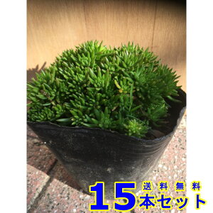 LVR}lOT (Z_) 10.5p 15{ OhJo[@@G\h