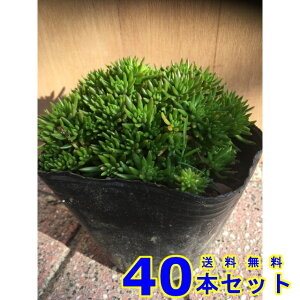 LVR}lOT (Z_) 10.5p 40{ OhJo[@@G\h