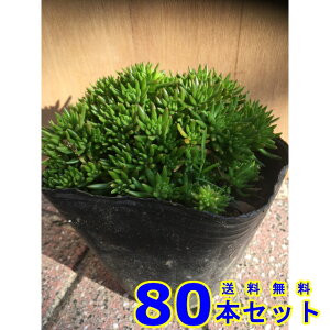 LVR}lOT (Z_) 10.5p 80{ OhJo[@@G\h