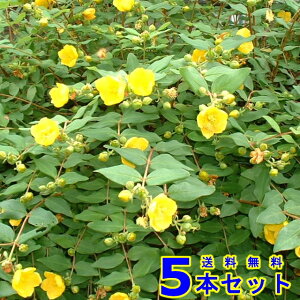 qyJ (qfR[g) 15.0p 5{ 0.3mO 15.0p A؁@c؁@_