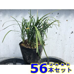 EmqQ () 9.0p 56{ OhJo[@@G\h