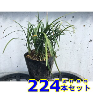 EmqQ () 9.0p 224{ OhJo[@@G\h