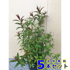 VcP (@ԐF@sN) 15.0p 5{ 0.3mO 15.0p A؁@c؁@V{c[@_