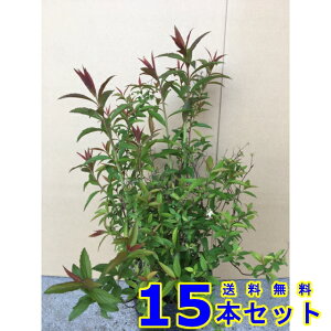 VcP (@ԐF@sN) 15.0p 15{ 0.3mO 15.0p A؁@c؁@V{c[@_