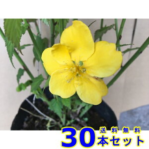 }uL@qgG (R@d) 15.0p 30{ 0.5mO 15.0p A؁@c؁@V{c[@_