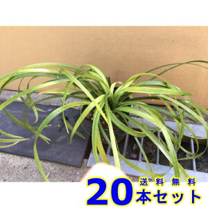 ノシラン (熨斗蘭 山野草) 10.5p 20本 10.5p グランドカバー 下草 雑草予防
