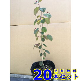 楽天市場 土佐水木の通販