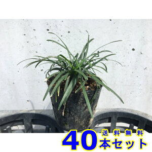 ^}E (ʗ) 7.5p 40{ OhJo[@@G\h