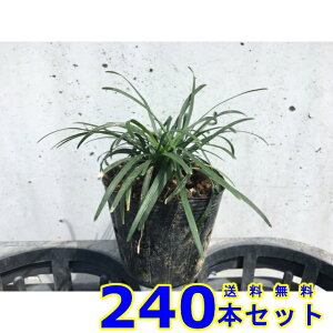 ^}E (ʗ) 7.5p 240{ OhJo[@@G\h