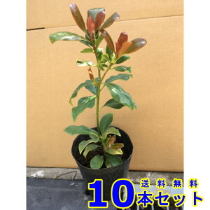 VL~ () 15.0p 10{ 0.3mO 15.0p A؁@c؁@V{c[@_