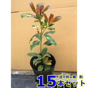 VL~ () 15.0p 15{ 0.3mO 15.0p A؁@c؁@V{c[@_