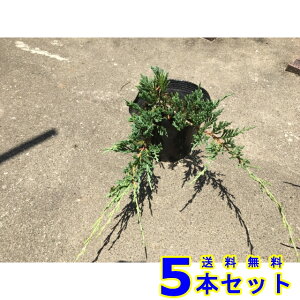 o[n[o[ (Ύ@) 13.5p 5{ 13.5p OhJo[@@G\h