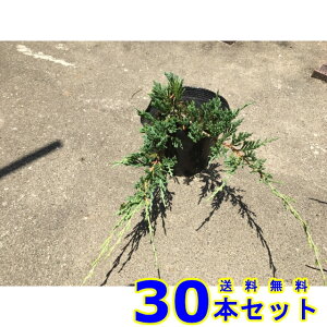 o[n[o[ (Ύ@) 13.5p 30{ 13.5p OhJo[@@G\h