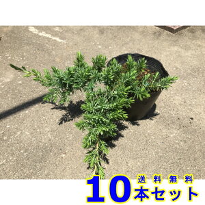 u[pVtBbN (Ύ@) 13.5p 10{ 13.5p OhJo[@@G\h