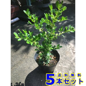 _@{bNXEbh (Ύ@) 13.5p 5{ 0.3mO 13.5p A؁@c؁@V{c[@_