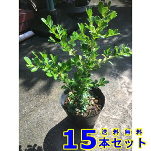 _@{bNXEbh (Ύ@) 13.5p 15{ 0.3mO 13.5p A؁@c؁@V{c[@_