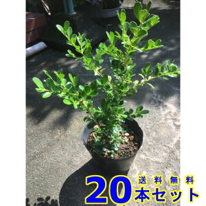 _@{bNXEbh (Ύ@) 13.5p 20{ 0.3mO 13.5p A؁@c؁@V{c[@_