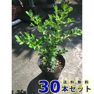 _@{bNXEbh (Ύ@) 13.5p 30{ 0.3mO 13.5p A؁@c؁@V{c[@_