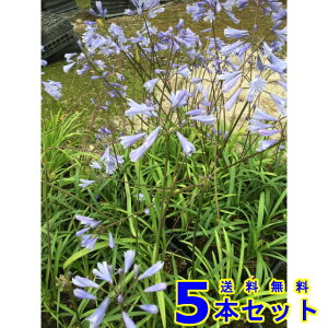 qAKpTX (PAKpTX) 10.5p 5{ OhJo[@@G\h