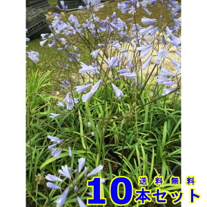 qAKpTX (PAKpTX) 10.5p 10{ OhJo[@@G\h