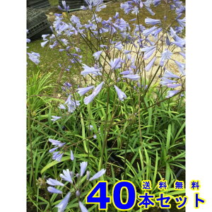 qAKpTX (PAKpTX) 10.5p 40{ OhJo[@@G\h