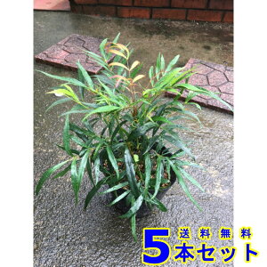 _@}zjARt[T (iMoqCMie) 13.5p 5{ 0.2mO 13.5p A؁@c؁@V{c[@_
