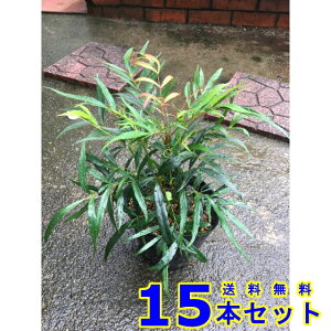 _@}zjARt[T (iMoqCMie) 13.5p 15{ 0.2mO 13.5p A؁@c؁@V{c[@_