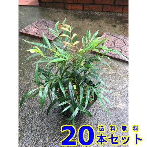 _@}zjARt[T (iMoqCMie) 13.5p 20{ 0.2mO 13.5p A؁@c؁@V{c[@_