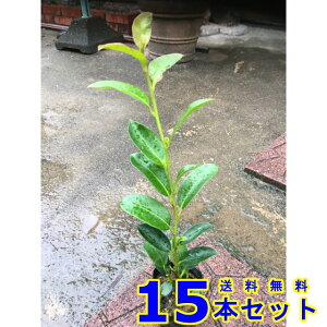 TJL (@) 9.0p 15{ 0.3mO 9.0p A؁@c؁@V{c[@_