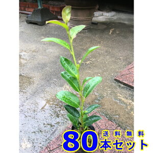 TJL (@) 9.0p 80{ 0.3mO 9.0p A؁@c؁@V{c[@_