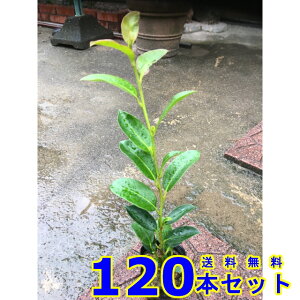 TJL (@) 9.0p 120{ 0.3mO 9.0p A؁@c؁@V{c[@_