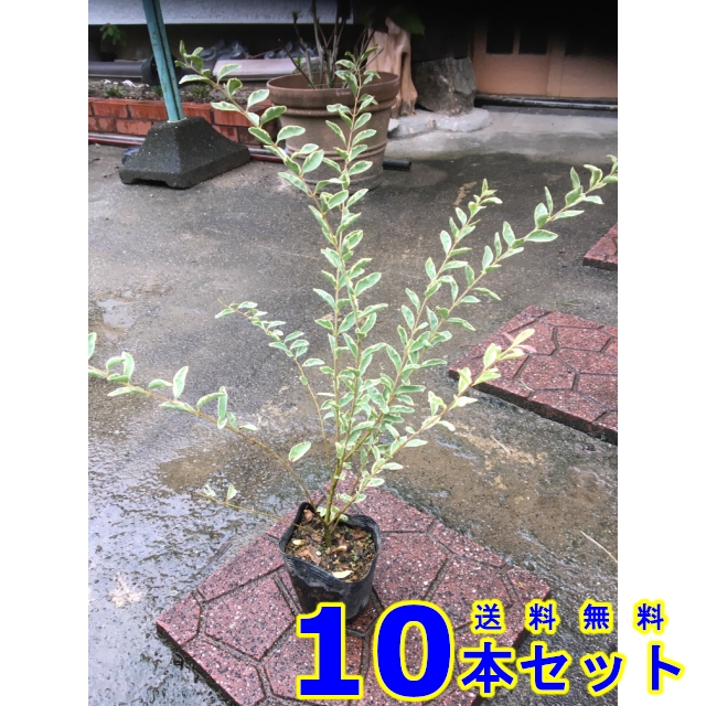 植木 シルバープリペット (斑入りプリペット) 10.5ｐ 10本 樹高0.3ｍ