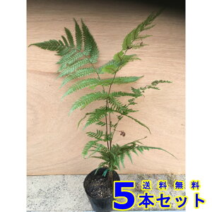 xjV_ (gr) 10.5p 5{ OhJo[@@G\h