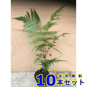 xjV_ (gr) 10.5p 10{ OhJo[@@G\h