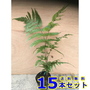 xjV_ (gr) 10.5p 15{ OhJo[@@G\h