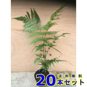 xjV_ (gr) 10.5p 20{ OhJo[@@G\h