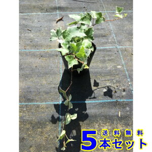 wfwbNX O[V[ (ZCELd^EACr[) 10.5p 5{ OhJo[@@G\h