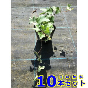 wfwbNX O[V[ (ZCELd^EACr[) 10.5p 10{ OhJo[@@G\h