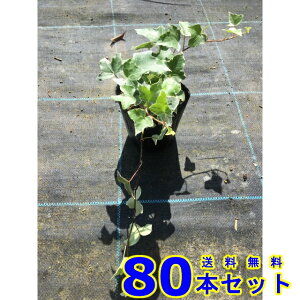 wfwbNX O[V[ (ZCELd^EACr[) 10.5p 80{ OhJo[@@G\h