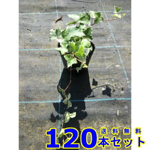 wfwbNX O[V[ (ZCELd^EACr[) 10.5p 120{ OhJo[@@G\h