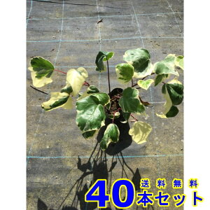 wf JiGVX oGK[^ (ACr[EIJd^) 10.5p 40{ OhJo[@@G\h