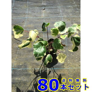 アイビー 斑入り 植木 盆栽の人気商品 通販 価格比較 価格 Com